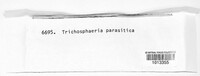 Nematostoma parasiticum image